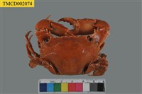 藏品(短漿蟹屬)的圖片